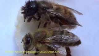 How to Find 15 Differences Between Honeybee vs Mason Bee [upl. by Nipahc]