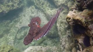 Octopus eats a sea urchin in a tide pool [upl. by Eldoria]