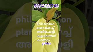 Philodendron plantൻറെ കുറച്ച് കളക്ഷൻ കാണാം ആവശ്യമുള്ളവർ ഈ നമ്പറിൽ whatsapp ചെയ്യുക 9074123745 [upl. by Olenta366]