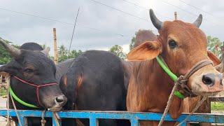 cow unloading cow videos cow video big cow goru hamba cow Ep  316 [upl. by Fallon]