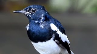 Birds in Backyard  Oriental MagpieRobin drinking Water  Relaxing Nature video [upl. by Fini]