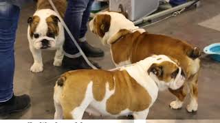 Expo Internazionale Padova 2018 Bulldog Inglese Find The Frenchie [upl. by Dyane931]