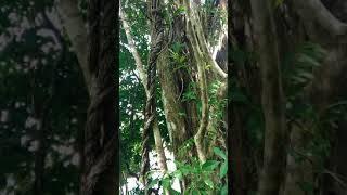 Ayahuasca  banisteriopsis Caapi  Akar Tebaok Muar [upl. by Htyderem]