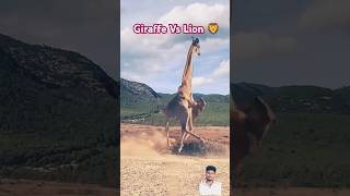 Giraffe vs Lion fight 😂😄youtubeshorts viral animals giraffe lion shorts fighting [upl. by Clio993]