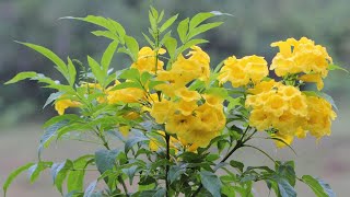 How To Grow Tecoma in Pots Grow Yellow bells  trumpetBush [upl. by Yecies]