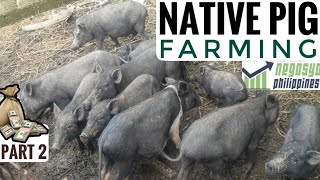 NATIVE PIG FARMING Part 2  Negosyo Philippines [upl. by Carey688]