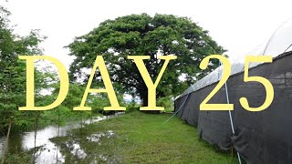 鹿角蕨苗圃淹水的第二天，水褪去了吗？DAY 25 VLOG [upl. by Cornia]