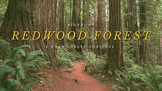 Redwood Forest Soundscape  4K virtual forest walk  relaxing nature sounds  background ambience [upl. by Monique]