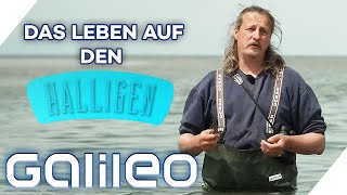 80 Menschen pro Insel  5 Fakten über das Leben auf den Halligen  Galileo  ProSieben [upl. by Ennaitak]