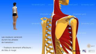 Lépaule antepulsion ou élévation antérieure du bras [upl. by Tali]