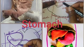 STOMACH ANATOMY  Full lecture [upl. by Mychael]