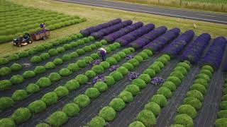 Lavender Harvest 2018 Begins at BampB Family Farm [upl. by Ag]