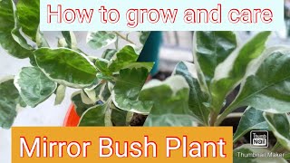 How to grow and care coprosma plant  Marble queen tips [upl. by Bravar]