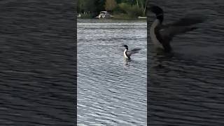 Loons on the lake loons lakelife [upl. by Jadwiga688]