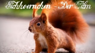 Eichhörnchen Squirrel Movie  Der Film Full HD [upl. by Malin]