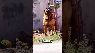 Presa Canario indeed a Powerful Dog Breed shorts ytshorts shortvideo presacanario [upl. by Inalej]