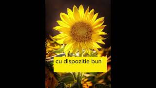 Buna dimineata🌻iti doresc o zi placuta🌻🌻🌻 [upl. by Aneleiram]