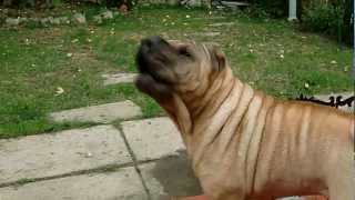 HD My Chinese SharPei BARK [upl. by Laamaj]