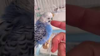 インコのほっぺをカキカキしたい人間と、されたくないインコ。 bird budgies budgerigar セキセイインコ [upl. by Carlile486]