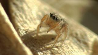 Cute Little Jumping Spider With Eyes Moving [upl. by Willcox578]