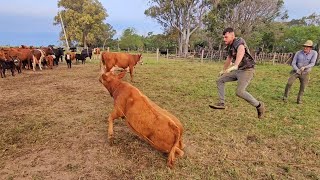 DIA CAMPERO CAPANDO LOS TERNEROS 🐄🐮 ARGENTINA [upl. by Dahs]