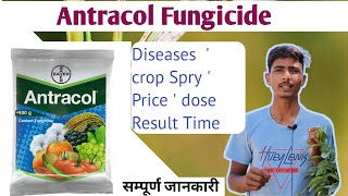 Bayer Antracol fungicide propineb 70 Wp antracol Hindi full details VideoBayer productफंगीसाइड [upl. by Eninej]