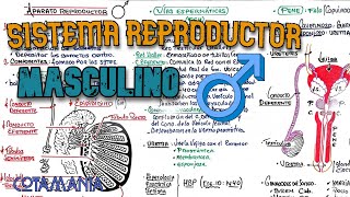 SISTEMA REPRODUCTOR MASCULINO ♂️  ANATOMIA  Cotamanía [upl. by Ycinuq]