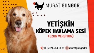 Gerçek Havlayan Köpek Sesi  Dogs Barking  Yüksek Kalite amp Uzun Versiyon [upl. by Geoffrey252]