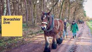 Belgisch trekpaard Katho en Marc Gommers slepen bomen in het bos van Abdij Trappisten in Westmalle [upl. by Ttam]