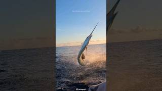 The Fastest Fish on Earth  Sailfish [upl. by Wade228]