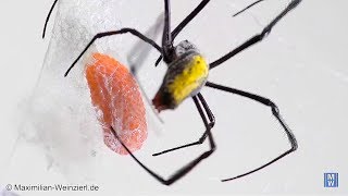 wrap it Nephila Silkspider is wrapping her eggs [upl. by Baiel]