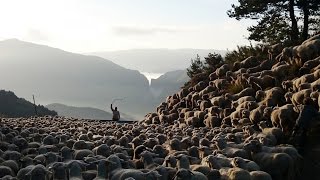 Transhumance dans les Alpes de Haute Provence [upl. by Assirehs523]