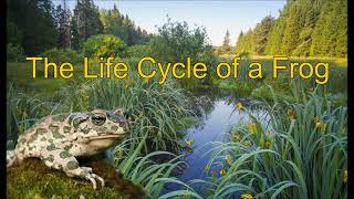 The Life Cycle of a Frog  Frog Life Cycle [upl. by Laira]