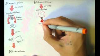 Bone Homeostasis Calcium and Phosphate Hormones [upl. by Aridnere]