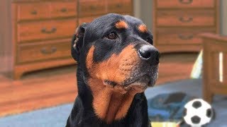 Funny Rottweiler Compilation NEW [upl. by Nic]