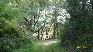 Matin dautomne sur un sentier du bois de la Barge le 28 septembre 2023 à Firminy [upl. by Brody628]