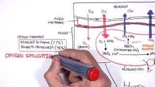 Respiration Gas Exchange [upl. by Trubow]