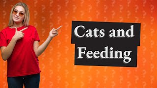 Can cats go 10 hours without food [upl. by Zeph]