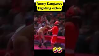 discover those 3 amazing Australian kangaroos fighting man challenges shortvideo [upl. by Zollie284]