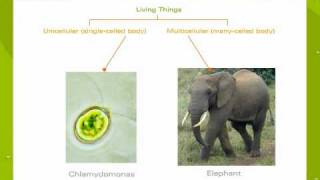 An Introduction To Unicellular And Multicellular Organisms [upl. by Nyleve720]