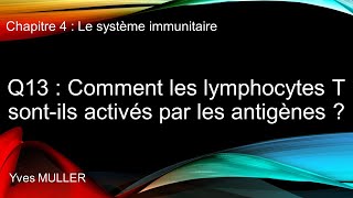 Chap 4  Le système immunitaire  Q13  Comment les lymphocytes T sont activés par les antigènes [upl. by Cammi514]