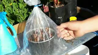 Simple way of propagating plants by stem cuttings [upl. by Bennet]