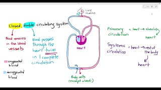 82 Closed Double Circulatory System in Mammals Cambridge AS amp A Level Biology 9700 [upl. by Sreip]