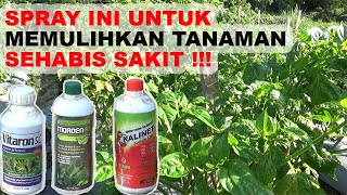 PEMULIHAN TANAMAN CABAI PASCA DAUN KERITING TERSERANG HAMA THRIPS amp TUNGAU 🌶🌶 CABAI RAWIT [upl. by Anayi]