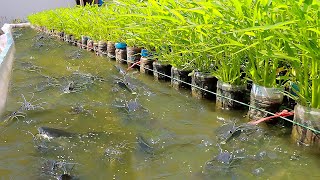 Using 1500 Plastic Bottles for Backyard Aquaponics Farming Fresh Fish and Growing Water Convolvulus [upl. by Annaert]