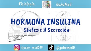 Fisiología Endocrina  Insulina Síntesis Y Secreción [upl. by Isej]