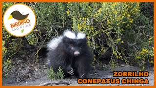 Zorrilho Conepatus chinga [upl. by Pete562]