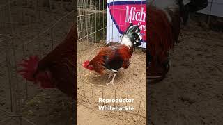 Whitehackle whitehackle gallos GallosFino gamefowl whitehackle viralvideo morganwhitehackle [upl. by Anissa263]