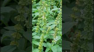 Ocimum americanum Lamiaceae family nature forestflower trending gardening natureforestflora [upl. by Bettye]