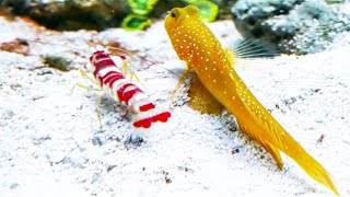 Yellow Watchman Goby and Candy Stripe Pistol Shrimp Pair [upl. by Rebecca]